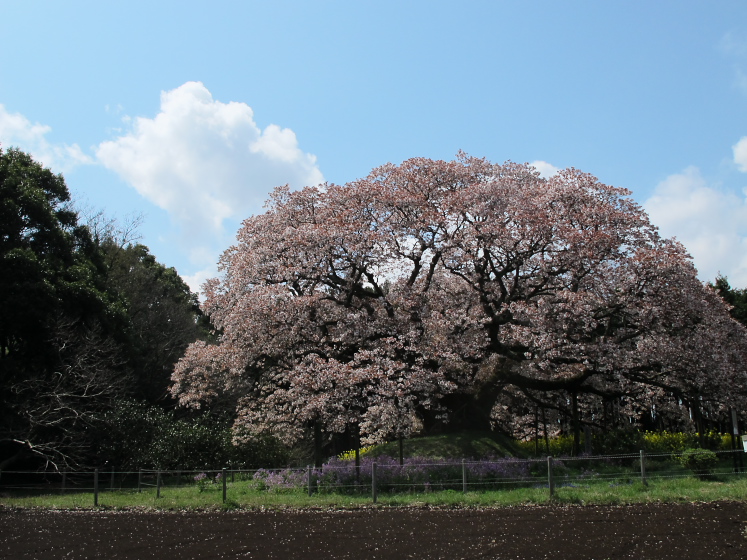 IMG_1488.jpg - 吉高の大桜