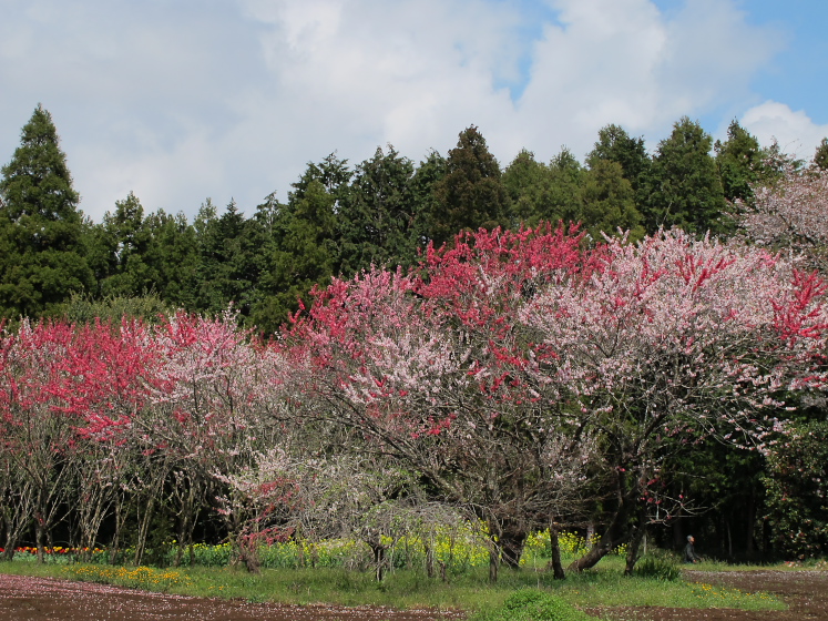 IMG_1491.jpg - 吉高の大桜付近