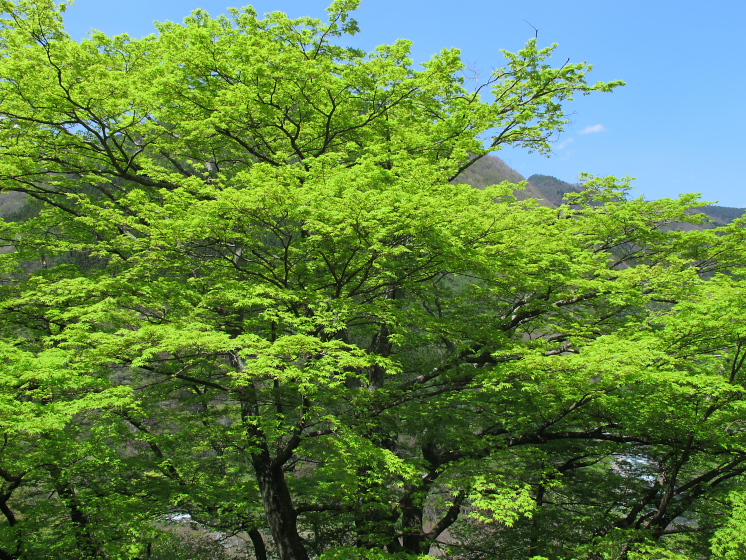 IMG_1799.jpg - 利根町根利付近