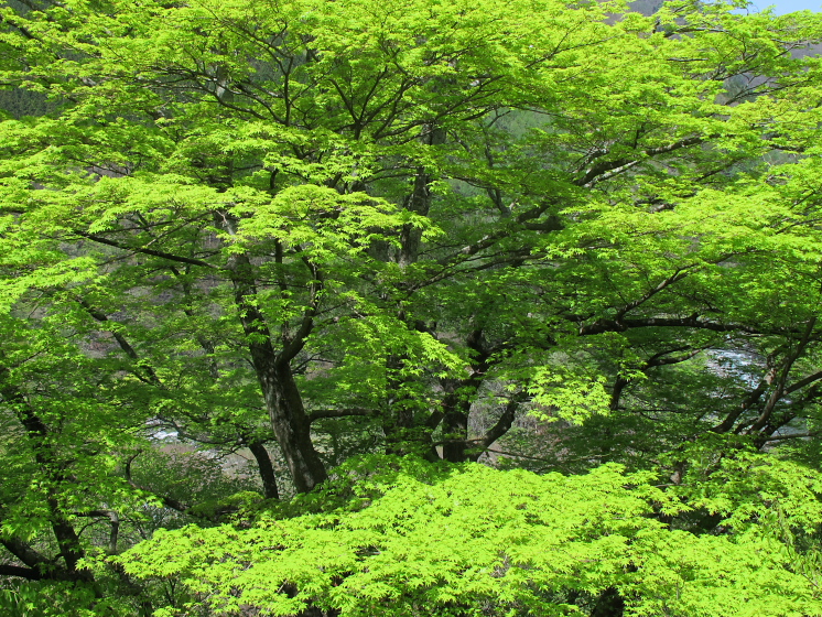 IMG_1800.jpg - 利根町根利付近