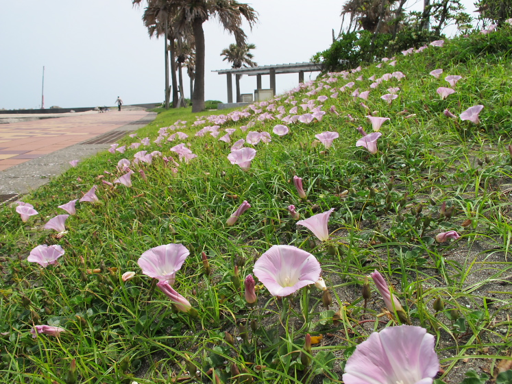 IMG_1835.jpg - 太東海水浴場