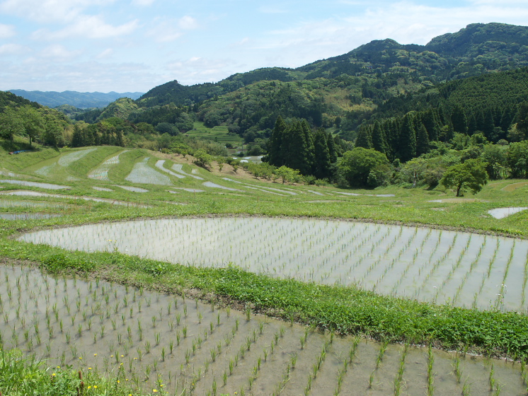 IMG_1910.jpg - 大山千枚田