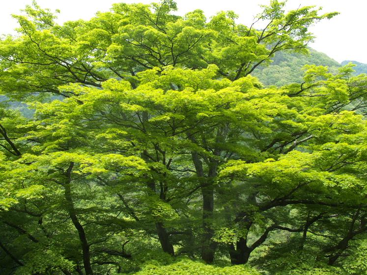 IMG_1964.jpg - 利根町根利付近