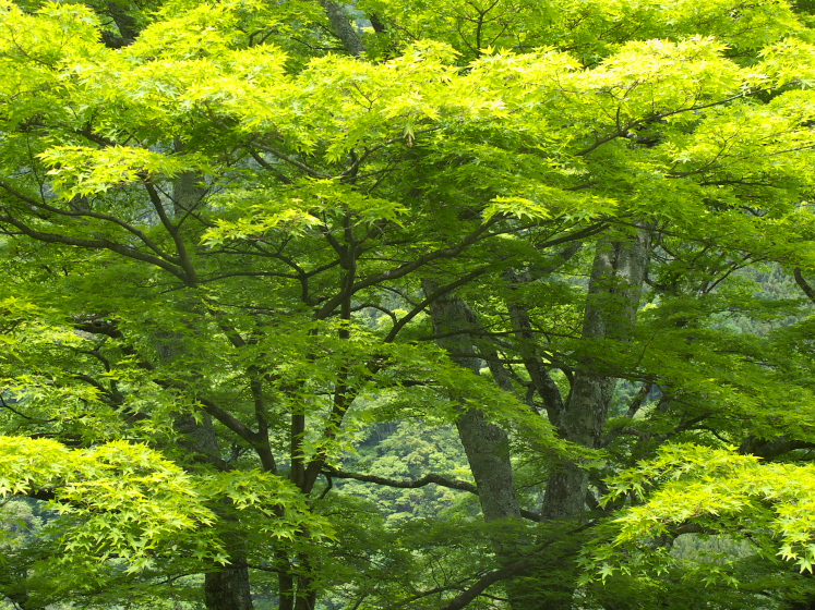IMG_1966.jpg - 利根町根利付近