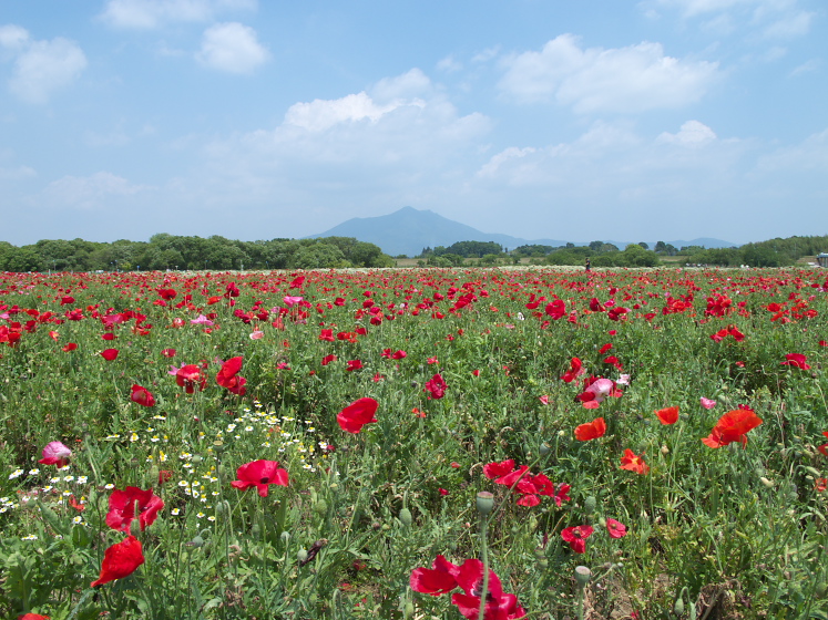IMG_2050.jpg - 小貝川ふれあい公園