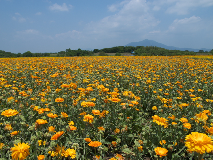 IMG_2055.jpg - 小貝川ふれあい公園