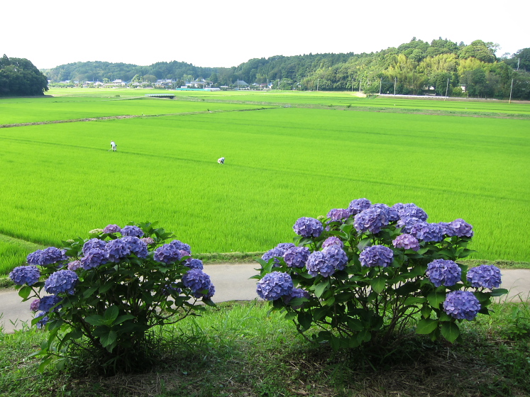 IMG_3374.jpg