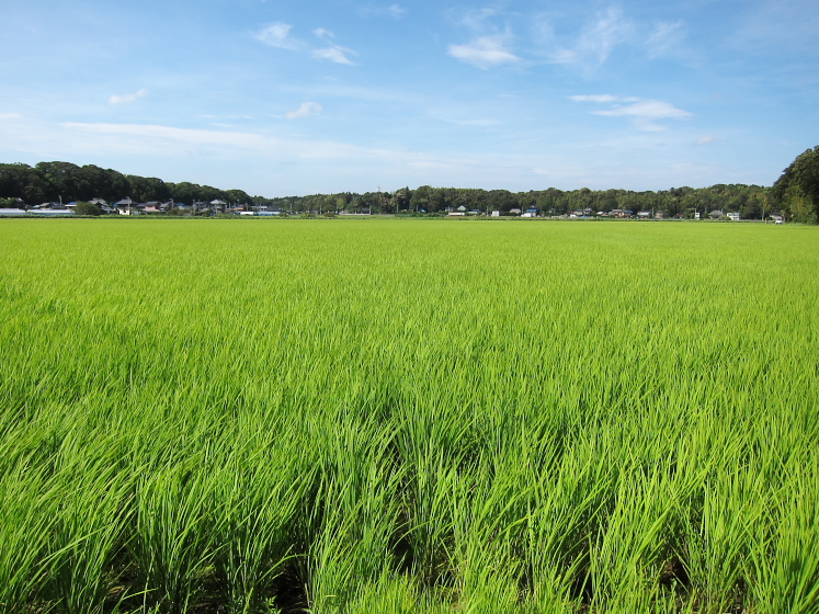 IMG_3430.jpg - 神崎川付近