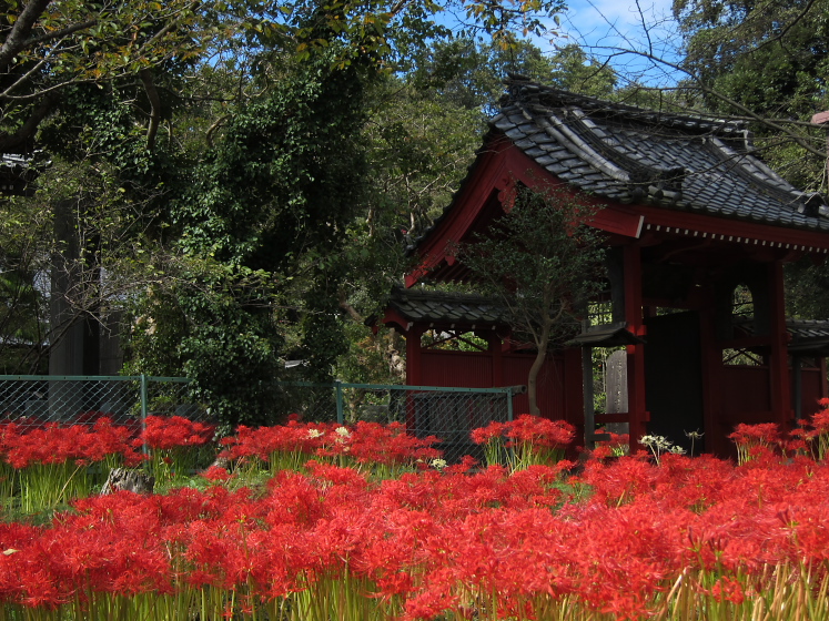 IMG_3960.jpg - 白井