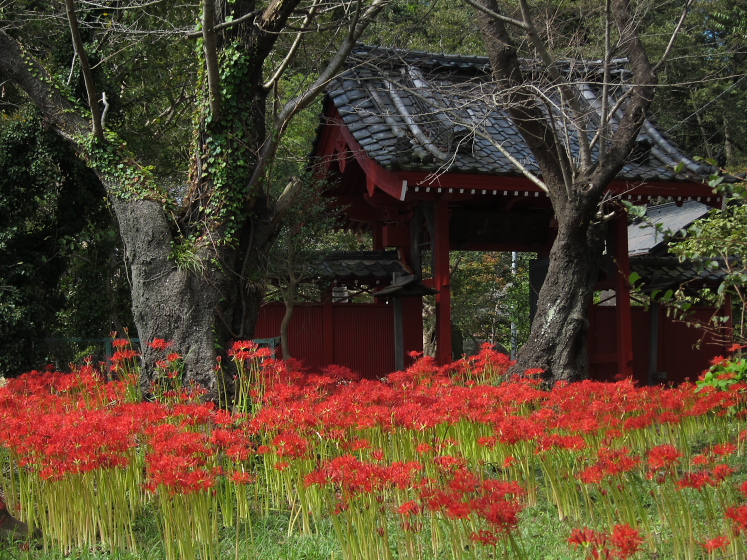 IMG_3962.jpg - 白井