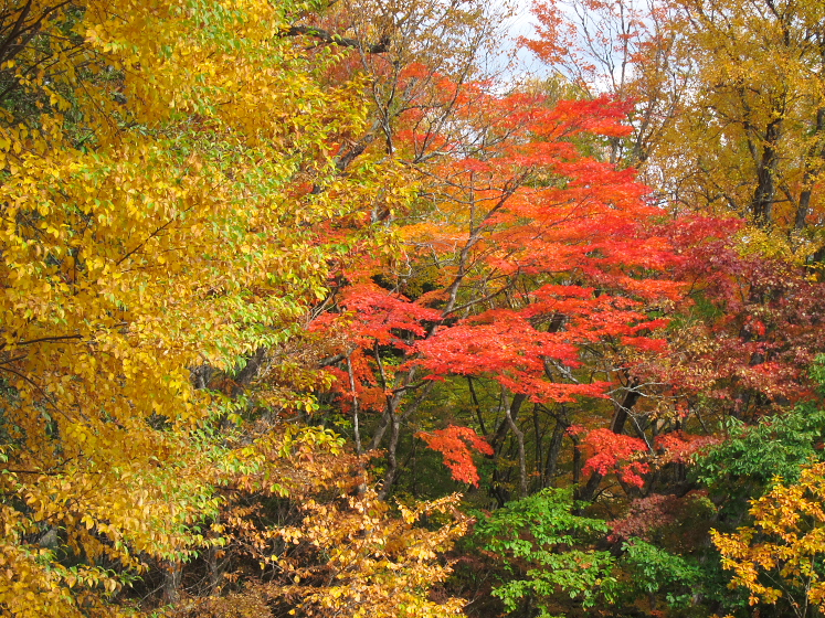 IMG_4294.jpg - 山王林道