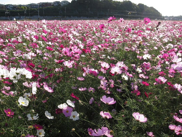 IMG_4342.jpg - 佐倉ふるさと広場