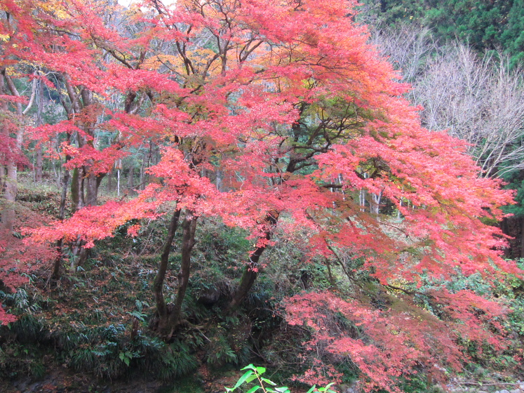 IMG_4498.jpg - 粟野