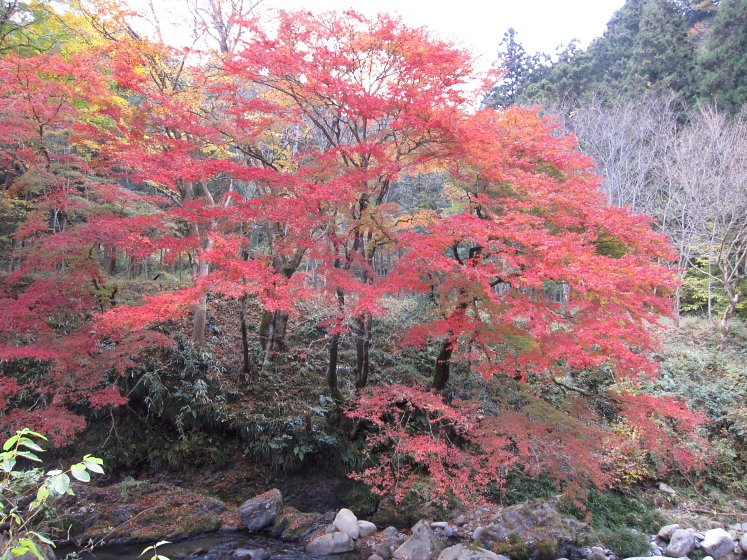 IMG_4499.jpg - 粟野