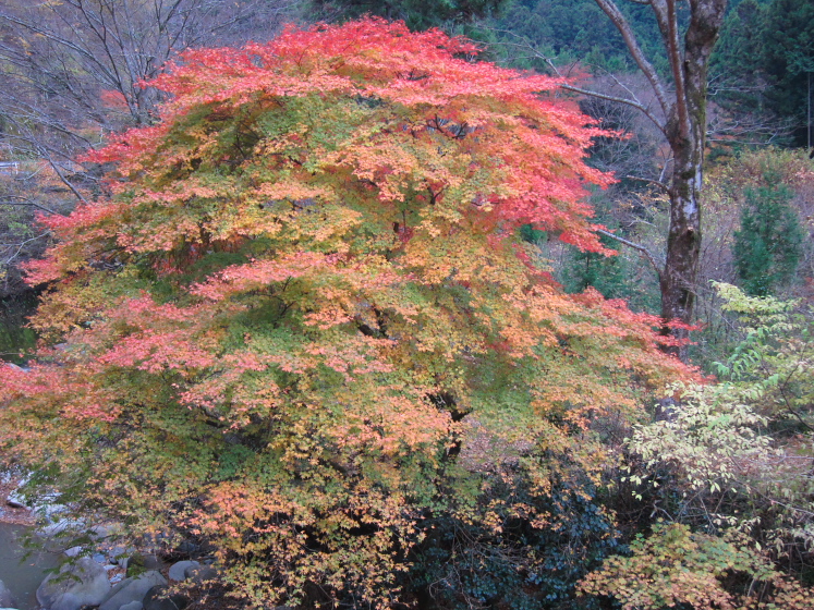 IMG_4500.jpg - 粟野