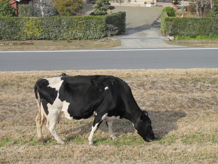 IMG_2478.jpg - 利根川サイクリングロードにて