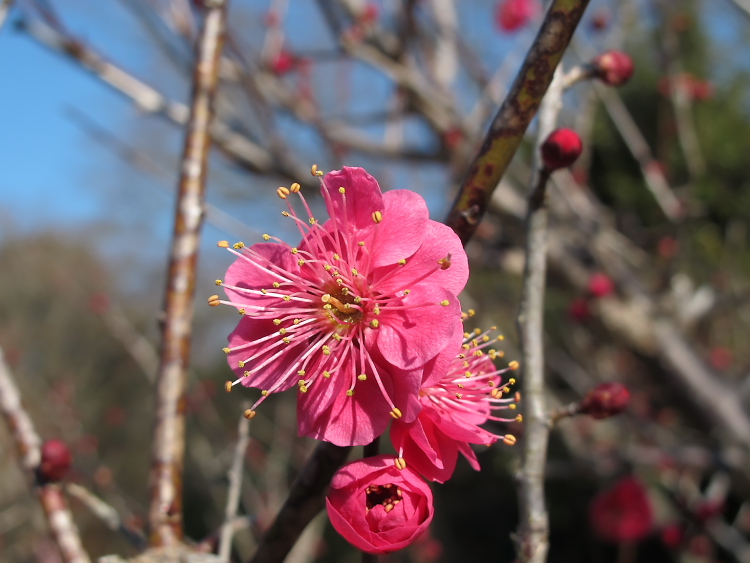 IMG_2548.jpg - 印旛沼公園