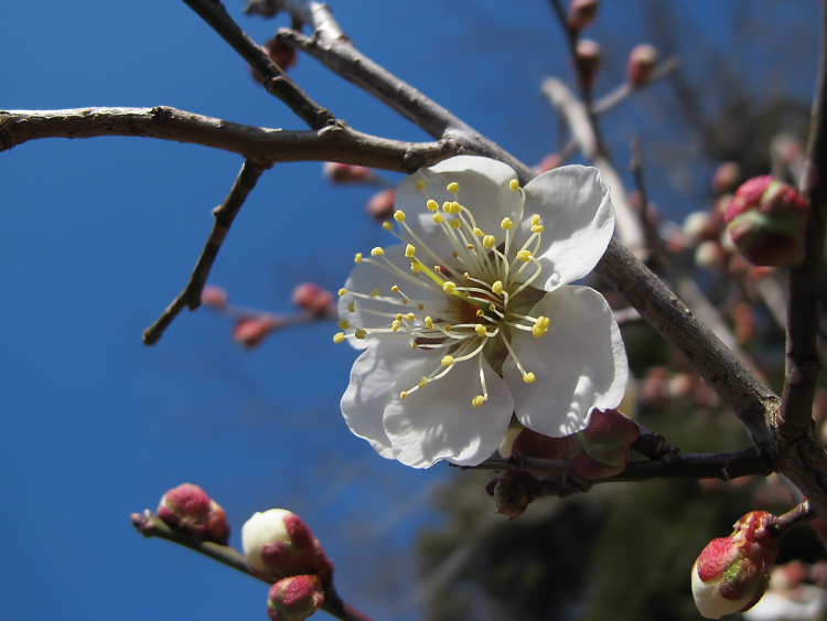 IMG_2585.jpg - 印西　布瀬