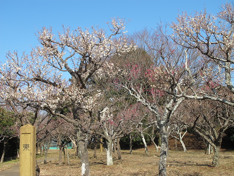 IMG_2607.jpg - 印旛沼公園