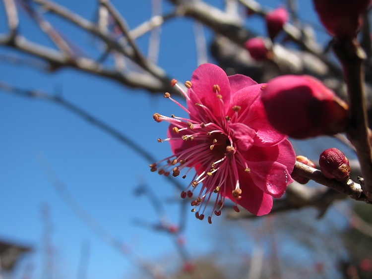 IMG_4741.jpg - 印旛沼公園