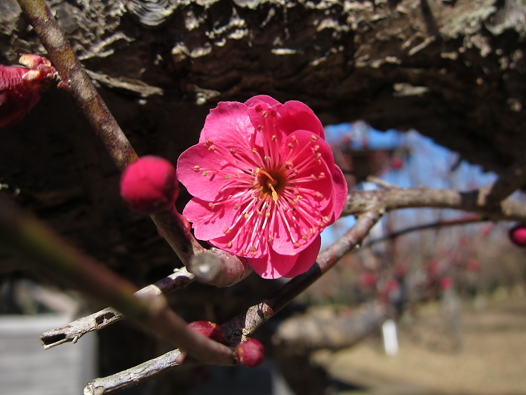 IMG_4748.jpg - 印旛沼公園