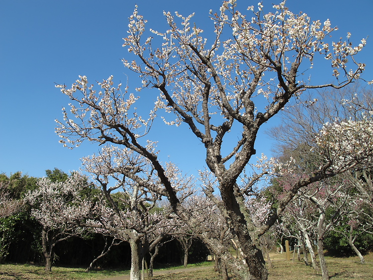 IMG_2625.jpg - 印旛沼公園