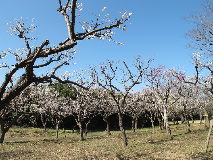 IMG_2627.jpg - 印旛沼公園