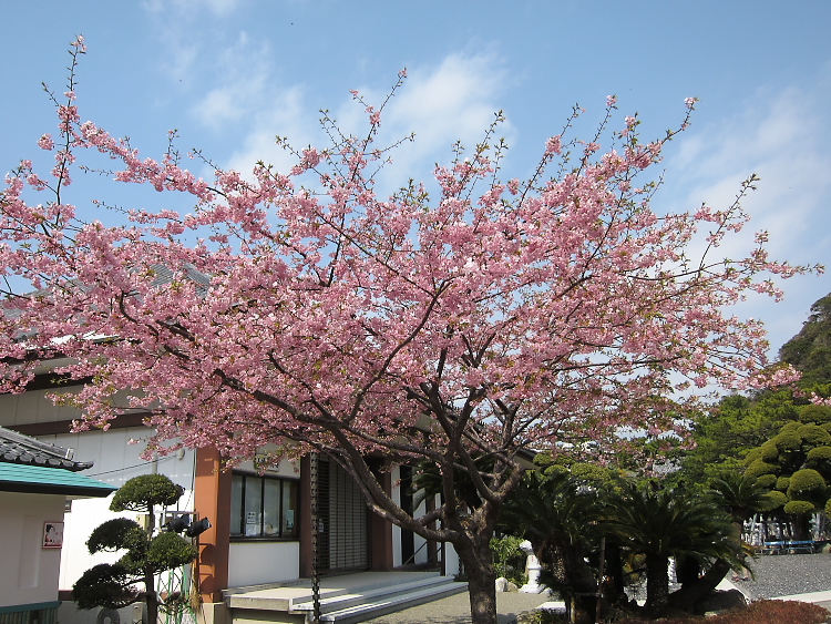 IMG_4770.jpg - 小湊誕生寺