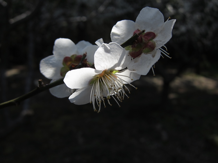 IMG_4839.jpg - 柏市　手賀の丘