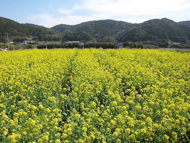 IMG_4911.jpg - 南房総　三芳付近