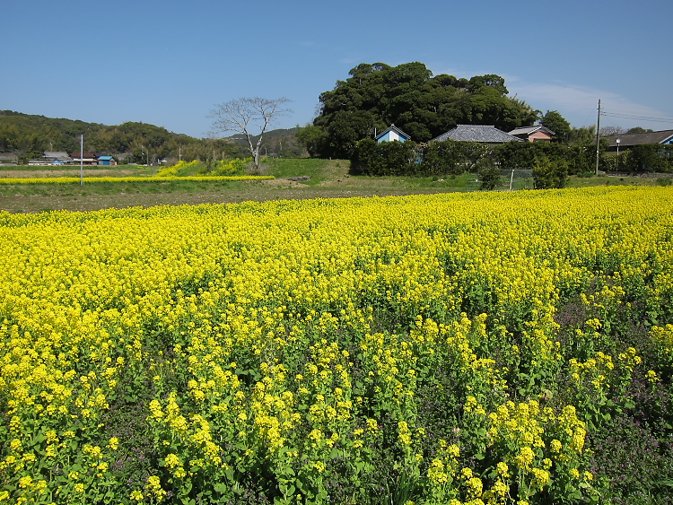 IMG_4914.jpg - 南房総　三芳付近
