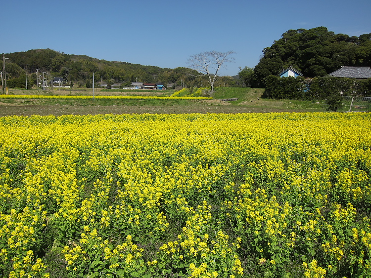 IMG_4916.jpg - 南房総　三芳付近