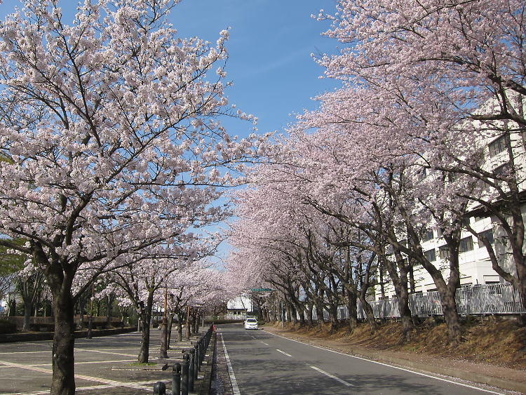 IMG_4973.jpg - 白井市役所付近