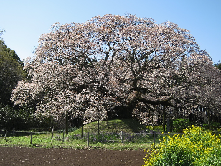 IMG_5003.jpg - 吉高大桜