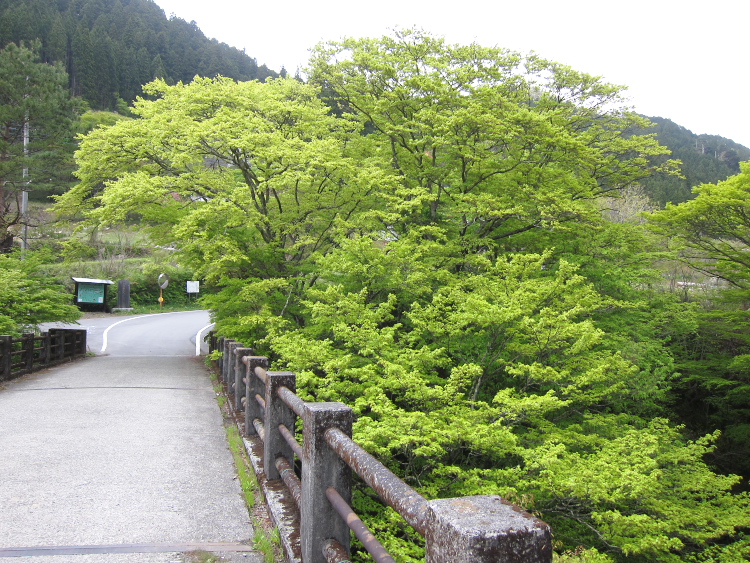 IMG_5346.jpg - 三の宿林道へ向かうが、雨で引き返す