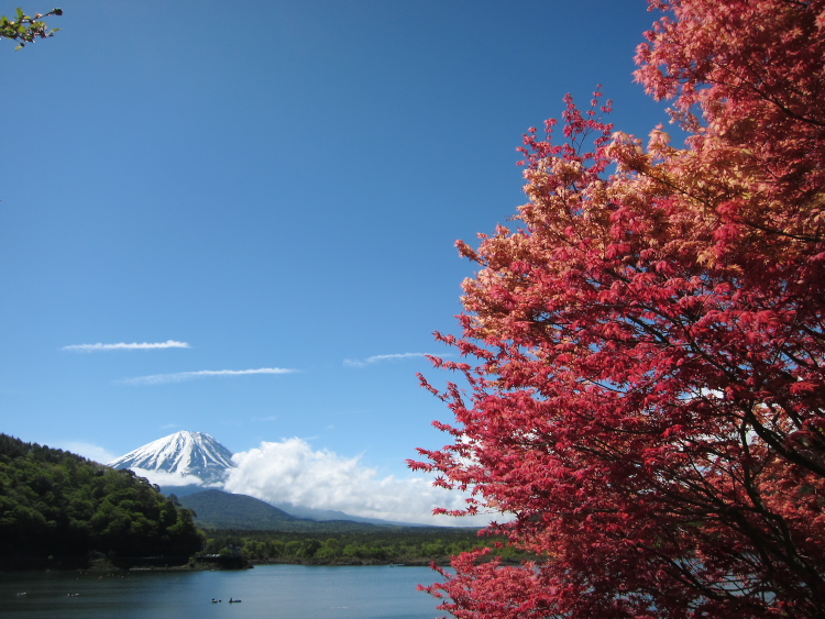 IMG_5526.jpg - 精進湖にて