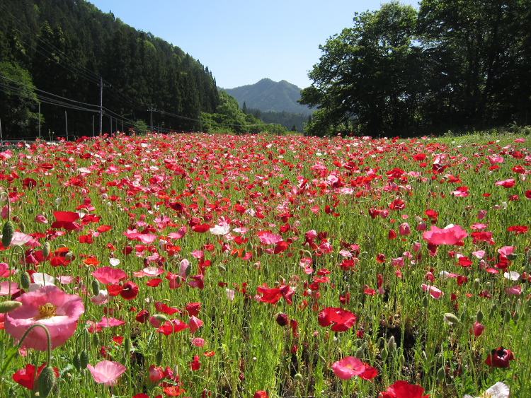 IMG_5873.jpg - 道の駅おのこから暮坂峠、野反湖へ向かう