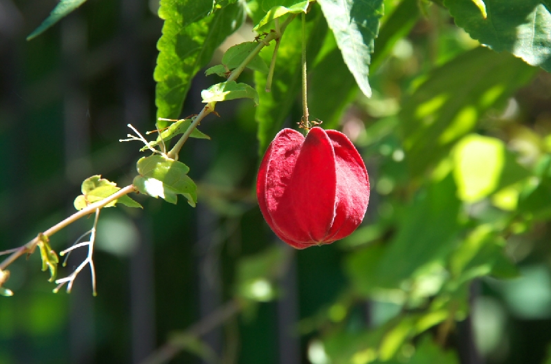 IMGP1078.jpg