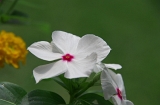 IMGP0346