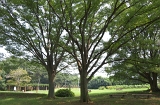 IMGP0588