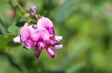 IMGP1091