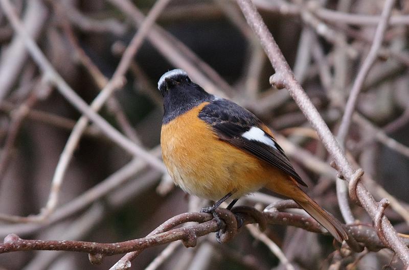 IMGP3530.jpg - ジョウビタキ