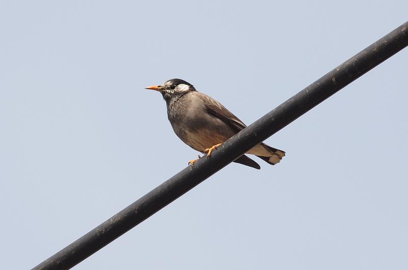 IMGP4310.jpg - ムクドリ
