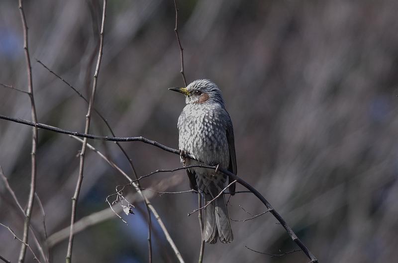 IMGP4782.jpg - ヒヨドリ