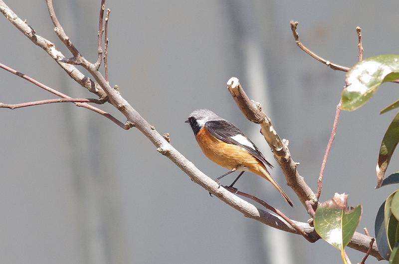IMGP4895.jpg - ジョウビタキ