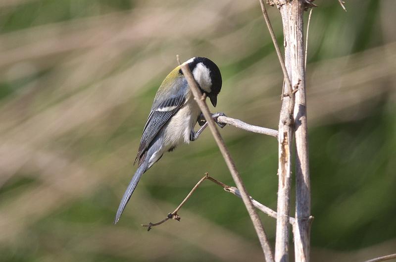 IMGP6677.jpg - シジュウカラ