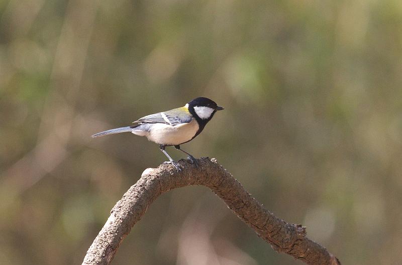 IMGP7635.jpg - シジュウカラ