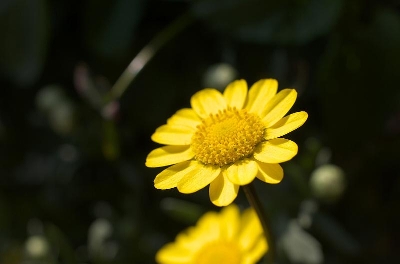 IMGP7707.jpg