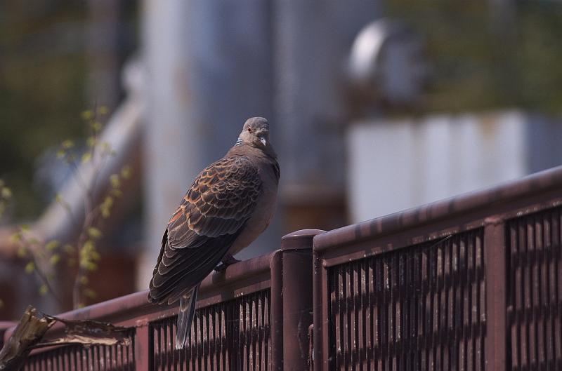 IMGP7943.jpg - キジバト
