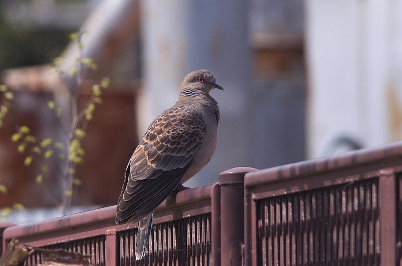IMGP7953.jpg - キジバト
